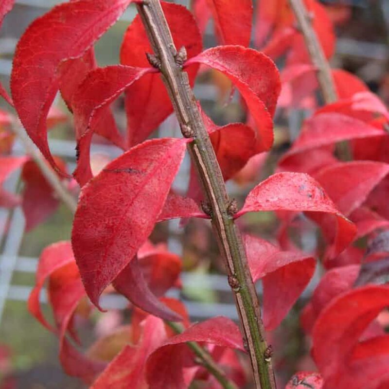 Euonymus alatus 125-150 cm